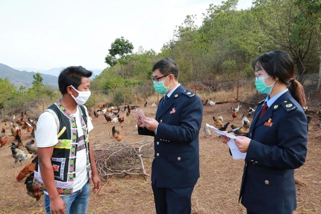 巍山干部出力，帮贫困户滞销农产品找销路