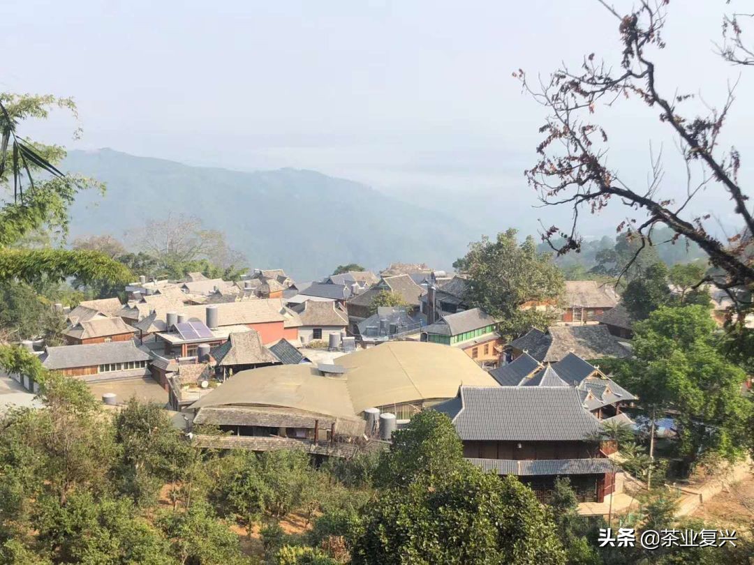 春茶好坏怎么看,春茶品鉴