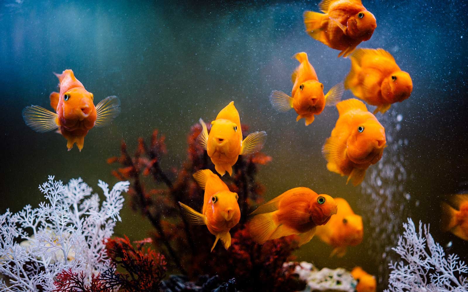 观赏鱼亚硝酸盐多久能降下来,亚硝酸盐和观赏鱼中毒的症状