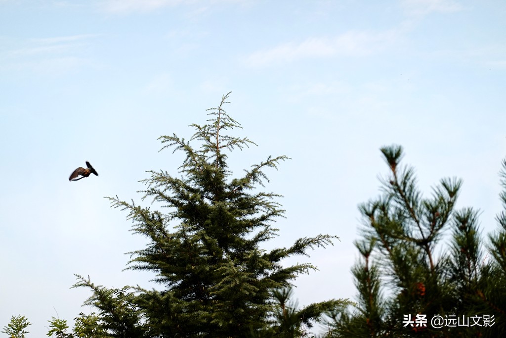 索尼黑卡二怎么拍,索尼黑卡2大光圈拍视频