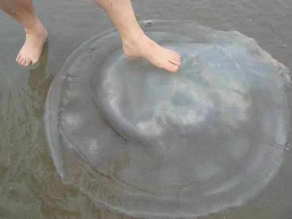 史上最全海鲜视频,史上最全海鲜贝类大全