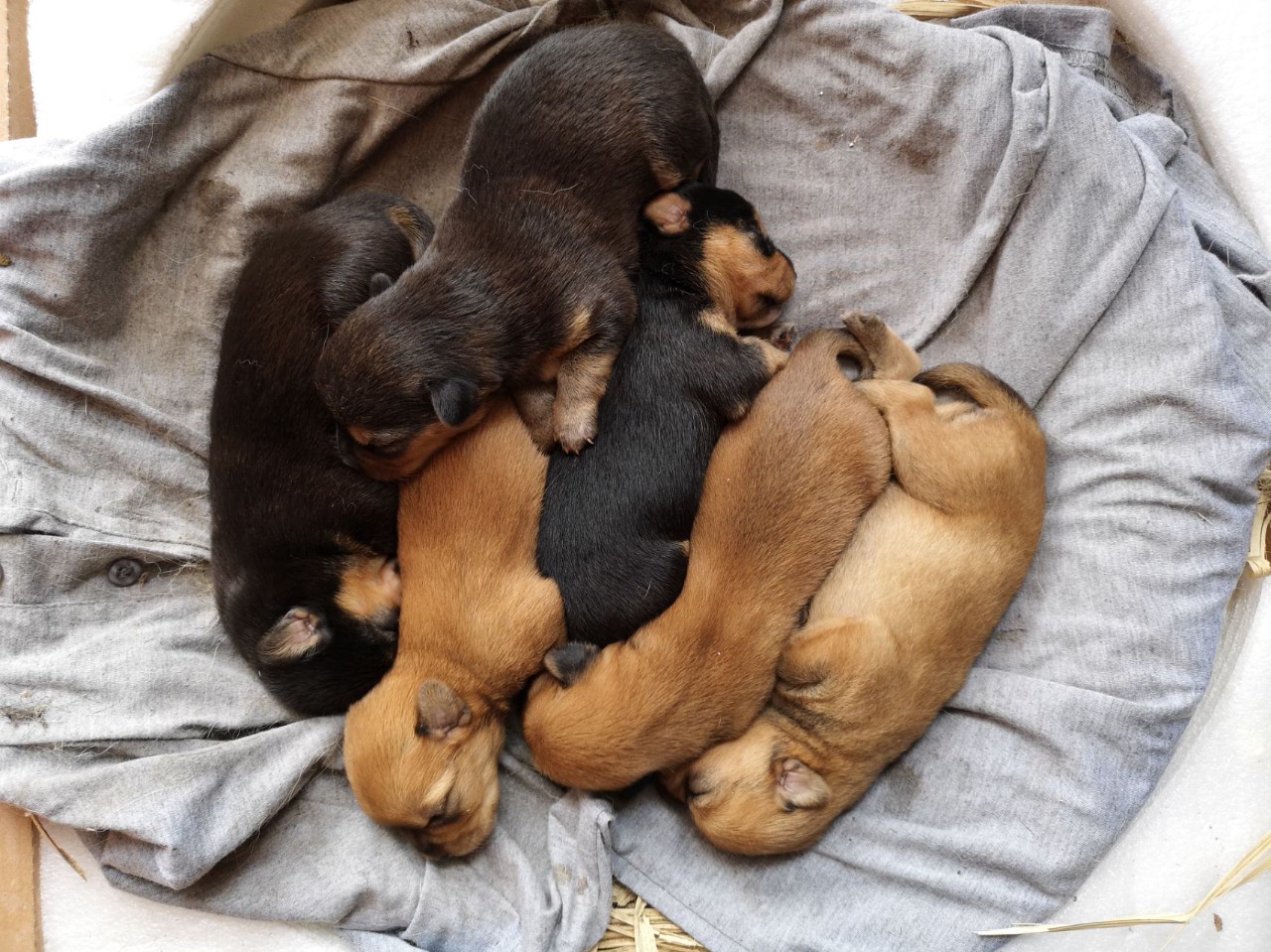 20个关于狗狗的冷知识，99.99%的铲屎官都不知道