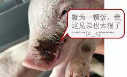 母猪奶水少快速解决方法,母猪奶水少怎么办呀