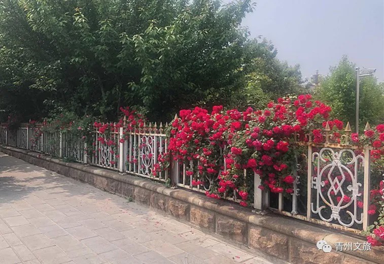 花满青州——初夏清浅微风起，蔷薇月季满城香