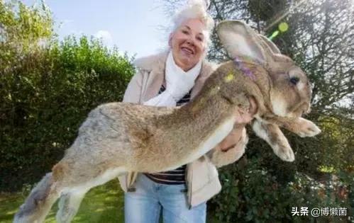 鑿插埄鏅矝宸ㄥ瀷铚堣殻鍚冮笩,鑿插埄鏅矝宸ㄥ瀷铚堣殻鐏粷浜嗗悧