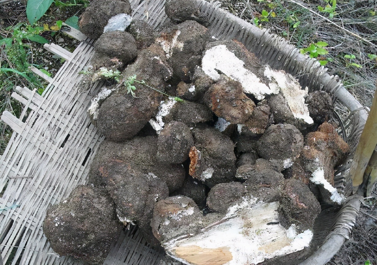 茯苓树叶子枯萎了,茯苓一般生长在死掉的松树根部吗