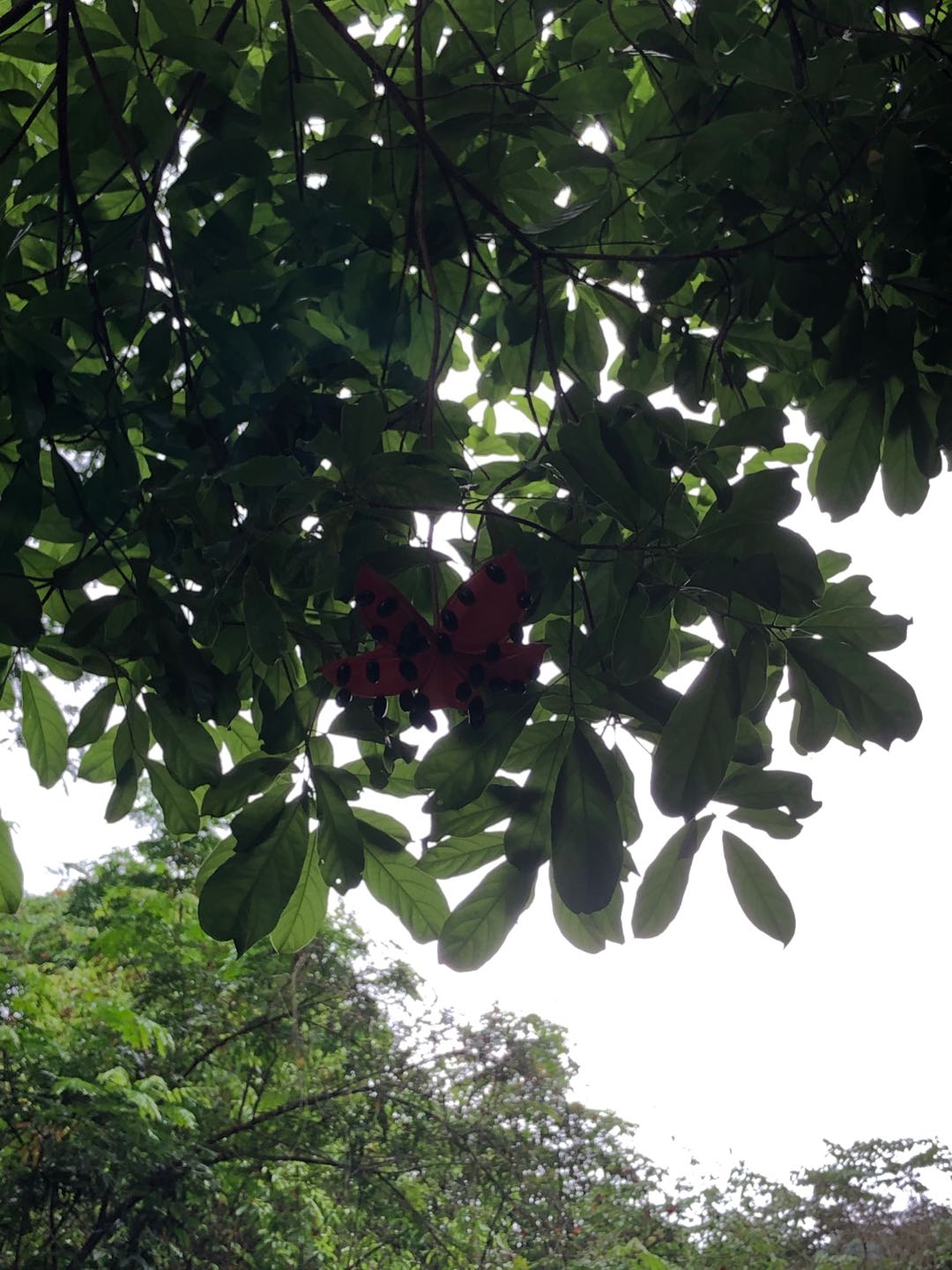 野生凤眼果图片,广西凤眼果