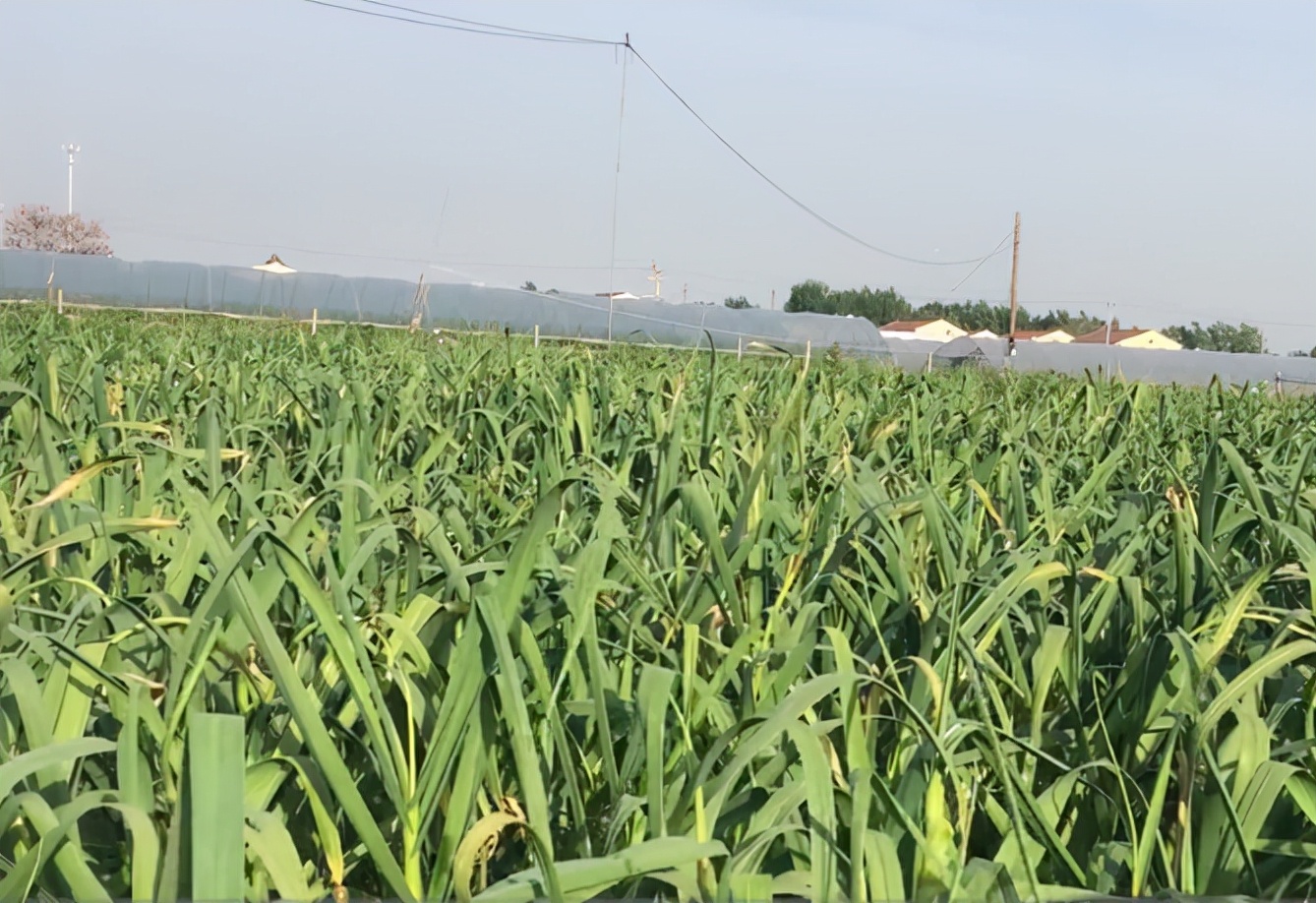 错在方法没用对，大蒜防治锈病，注意2点，农户别再做错了