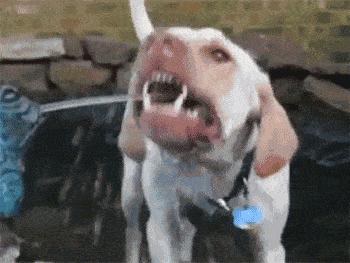 拉布拉多犬为什么不建议养,养拉布拉多犬的利弊分析