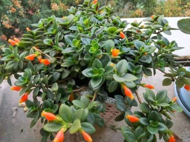 金鱼吊兰怎么养能养成老桩,怎样养殖金鱼吊兰才会花开旺