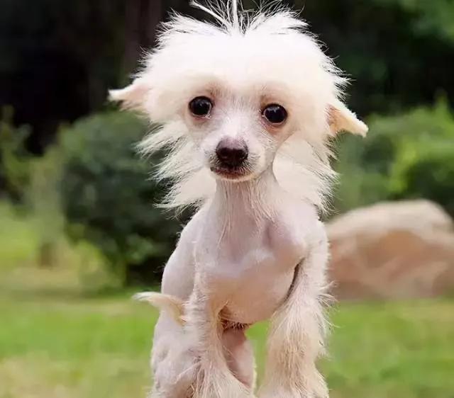 狗狗缺钙有什么好办法见效快,狗狗缺钙有什么影响