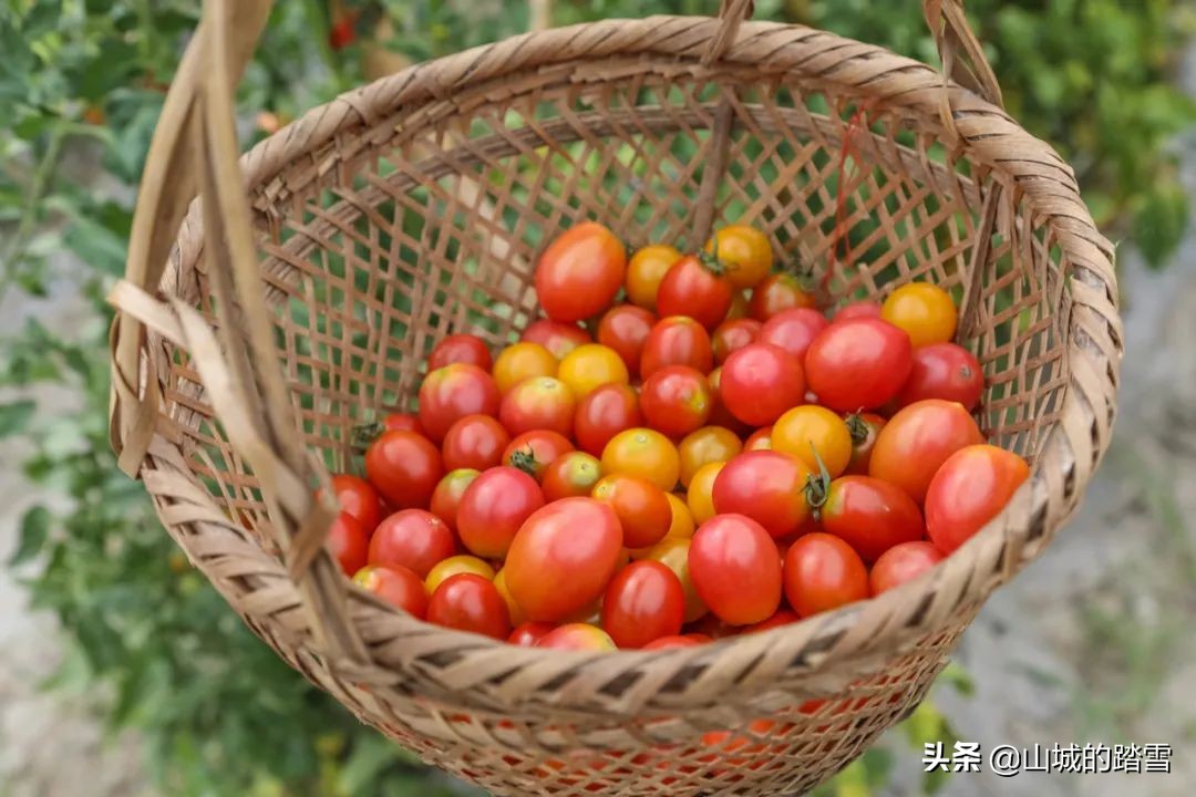 常熟沙家浜旅游攻略,苏州常熟沙家浜