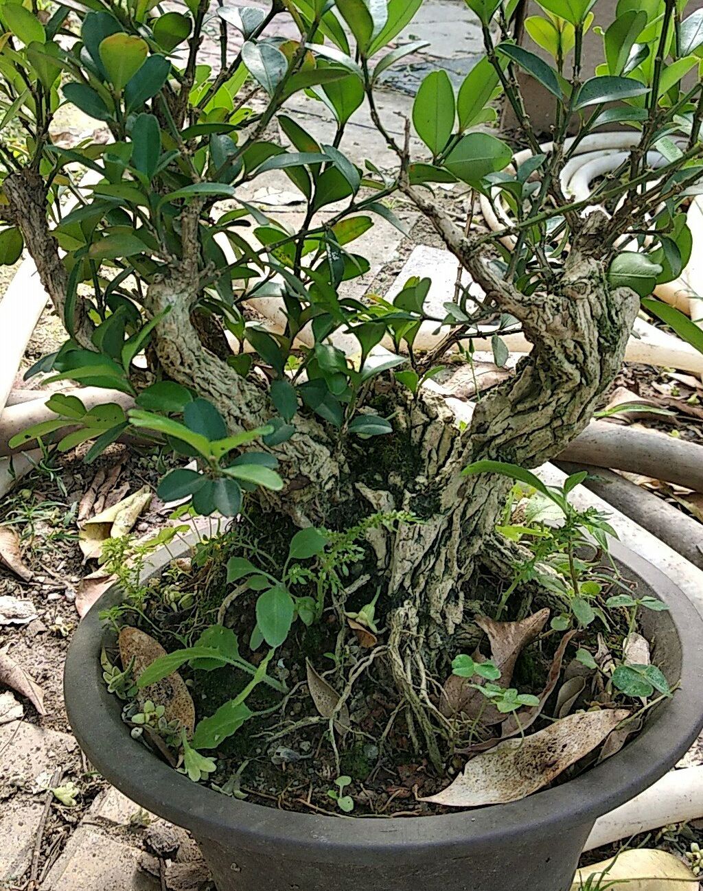 野外挖下山的盆景,大叶黄杨假植