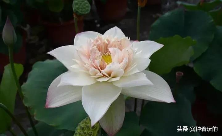 碗莲长出八个叶子什么时候能开花,碗莲叶子怎么竖不起来老浮在水面