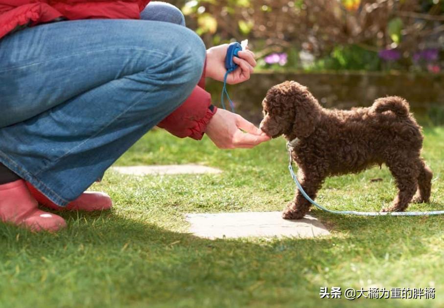 舔了狗狗的舌头会怎么样,贵宾犬为什么不舔人