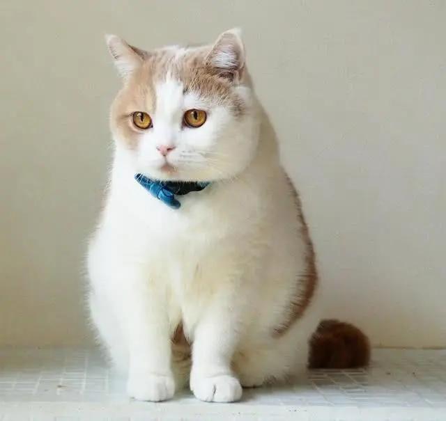 如果不给猫咪做绝育会怎么样,如果不给母猫绝育会生多少