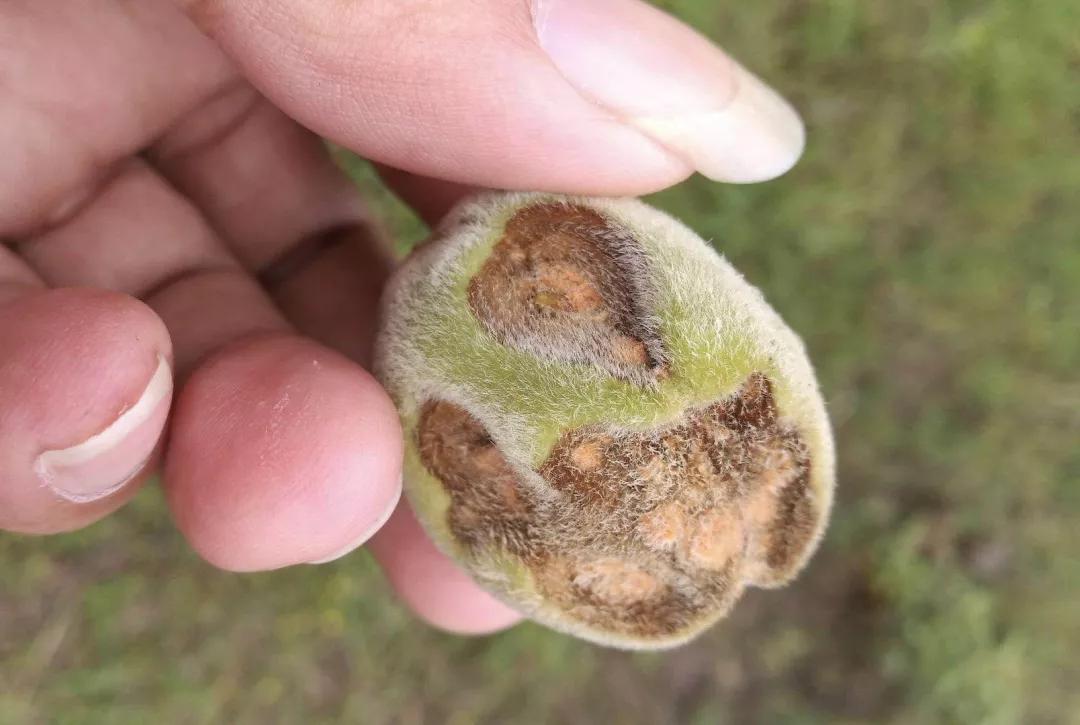 桃树果实病害图片大全,桃树几种常见病虫害图片