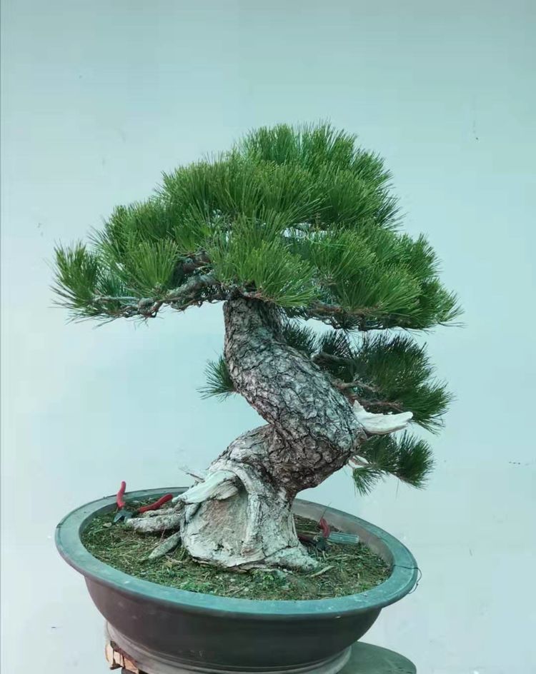 金奖精品黑松盆景 (日本国风展黑松盆景高清图)