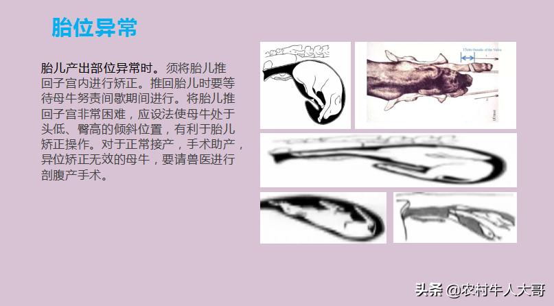 奶牛产后子宫净化保健实施方案ppT课件