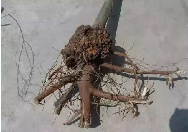 果树根癌病的发病规律与防治措施