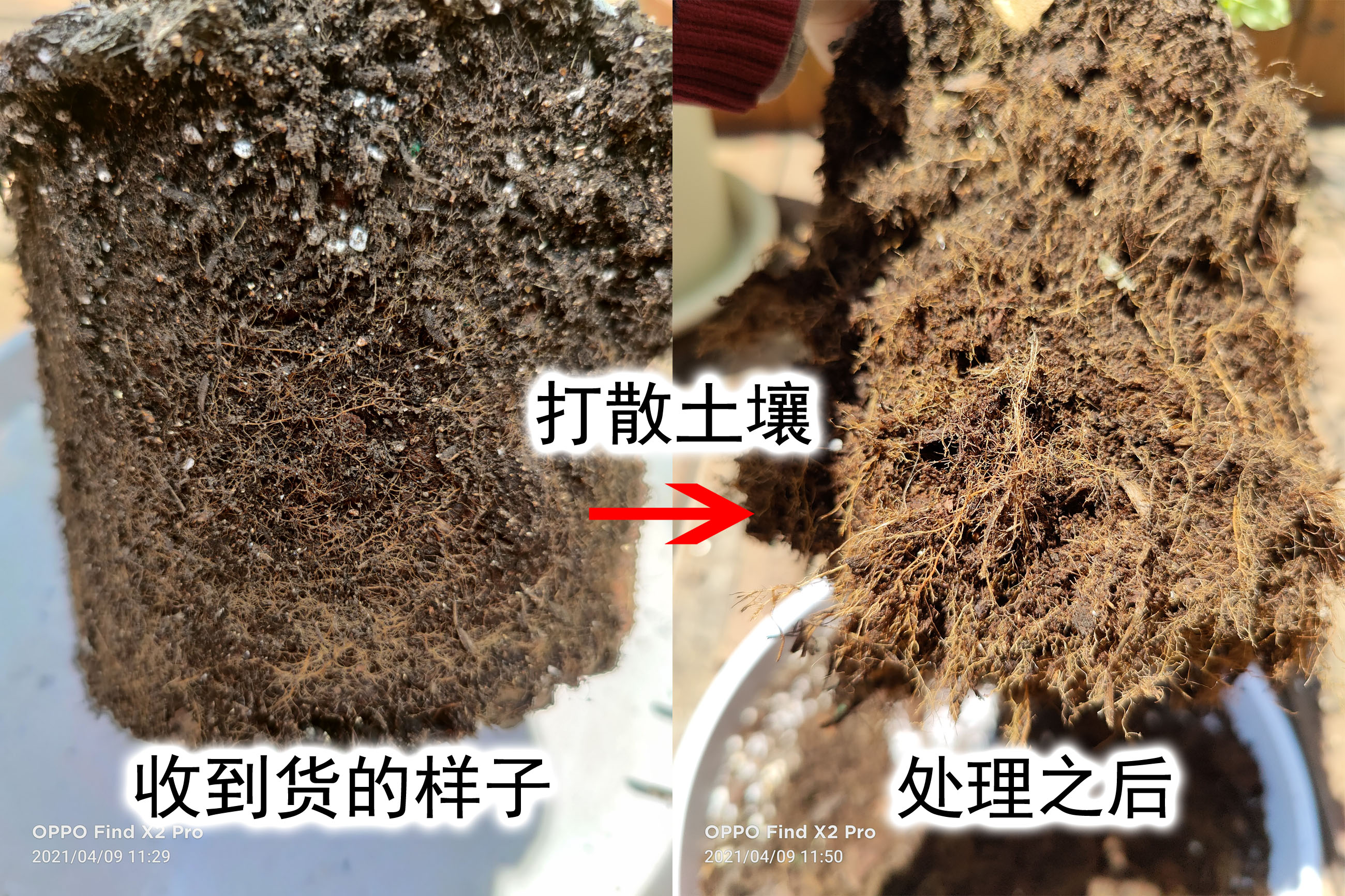 种蓝莓注意事项,网上买的蓝莓苗怎么种