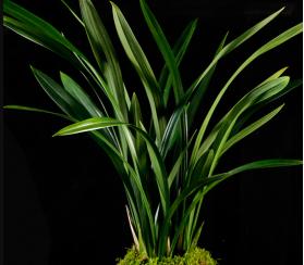 养兰花得雅趣,养兰知识大全