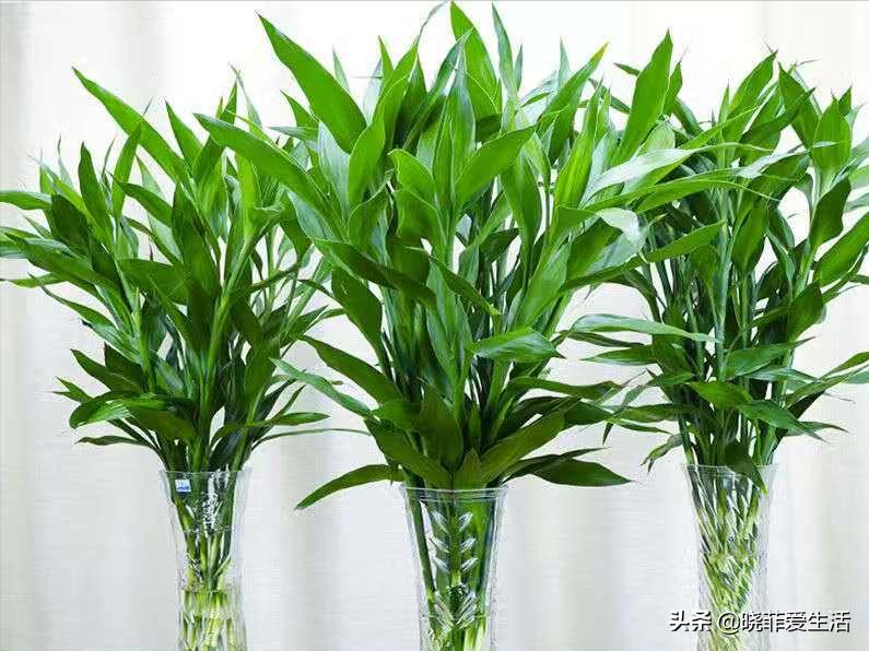 招财转运富贵竹怎么养时间长,家中养5种竹富贵不俗护家祥瑞