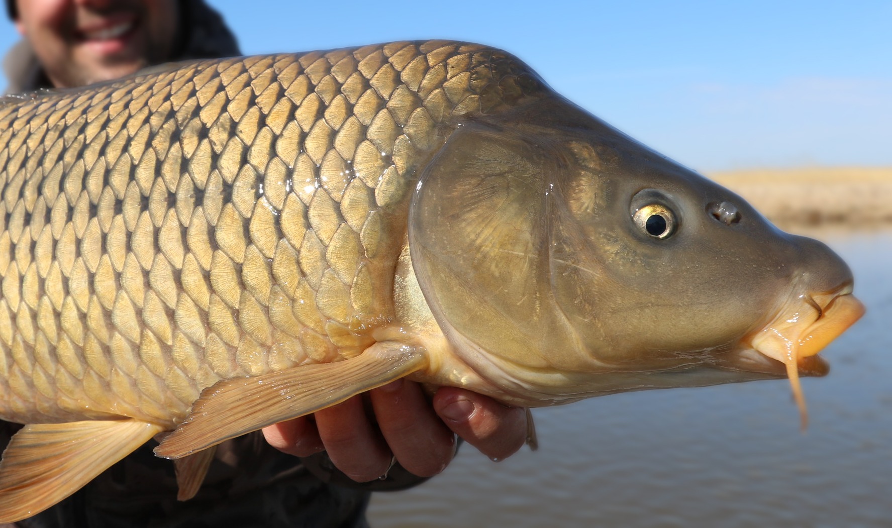 钓鱼怎么防鲫鱼掉鳞片,钓鱼钓到鳞片