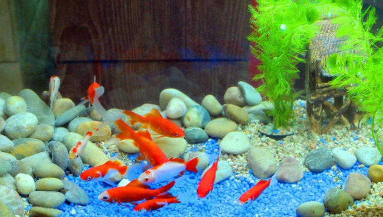 浴缸里种了一颗绿萝水质变好了,鱼缸上面养殖绿萝风水