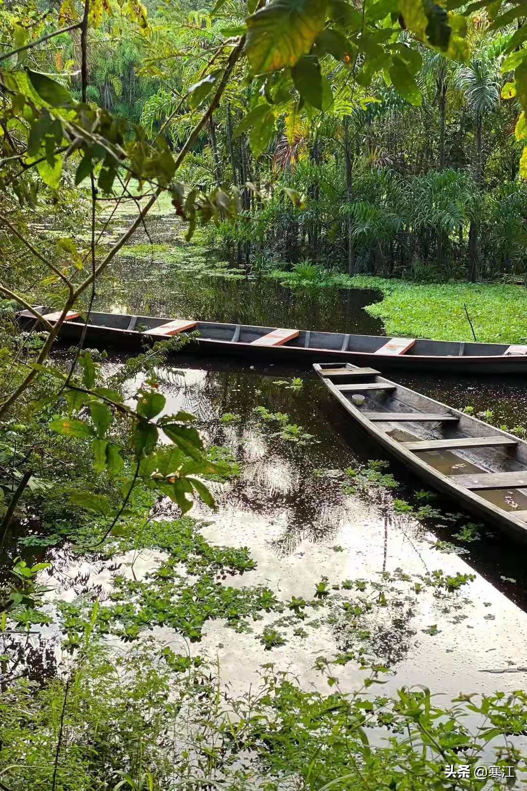 亚马逊热带雨林食人花奇妙之旅,去亚马逊热带雨林探险