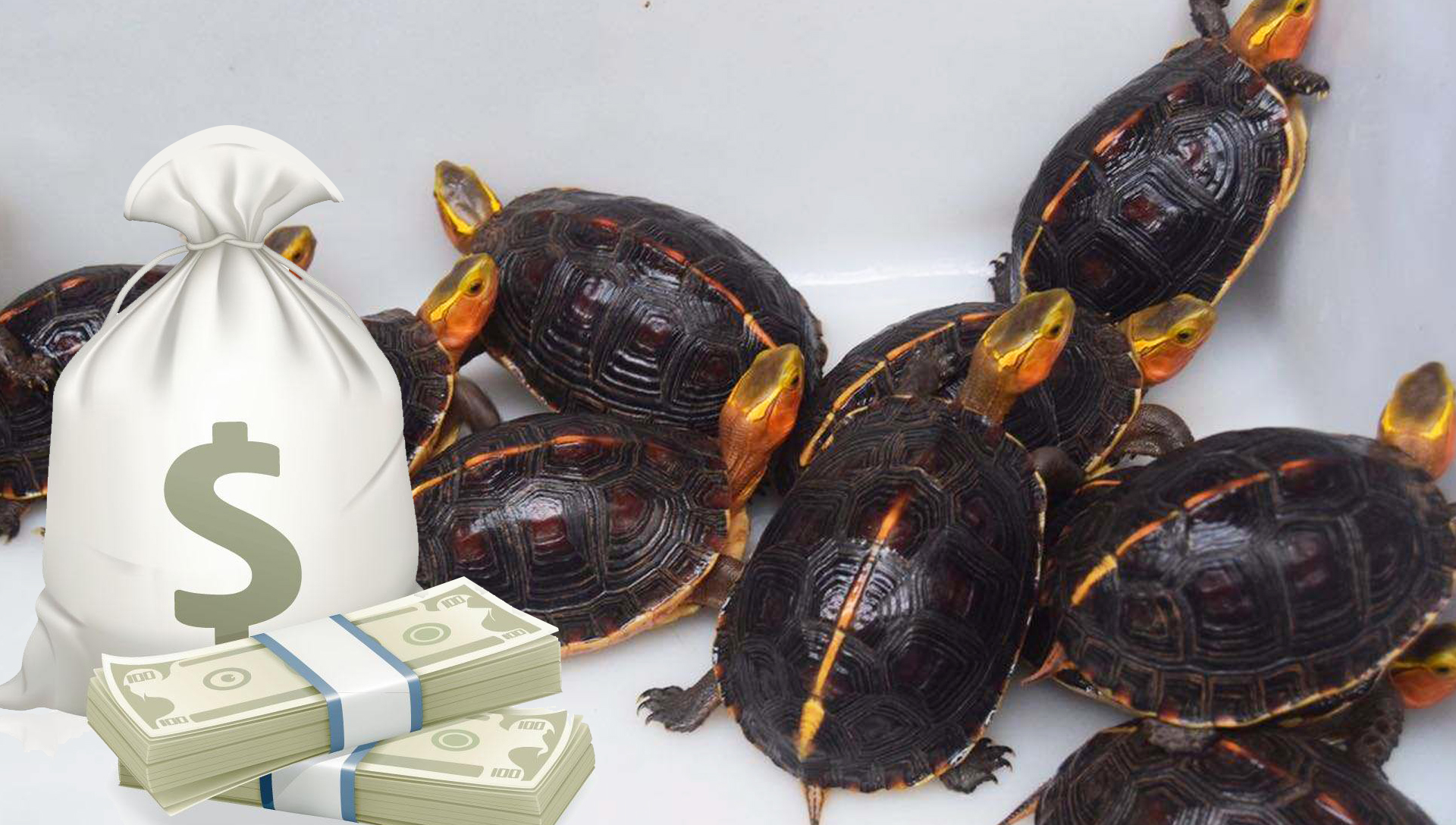 黄缘龟2022还会跌价么,黄缘闭壳龟局势