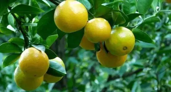 改良土壤有机肥有哪些,土壤改良有机肥什么牌子好