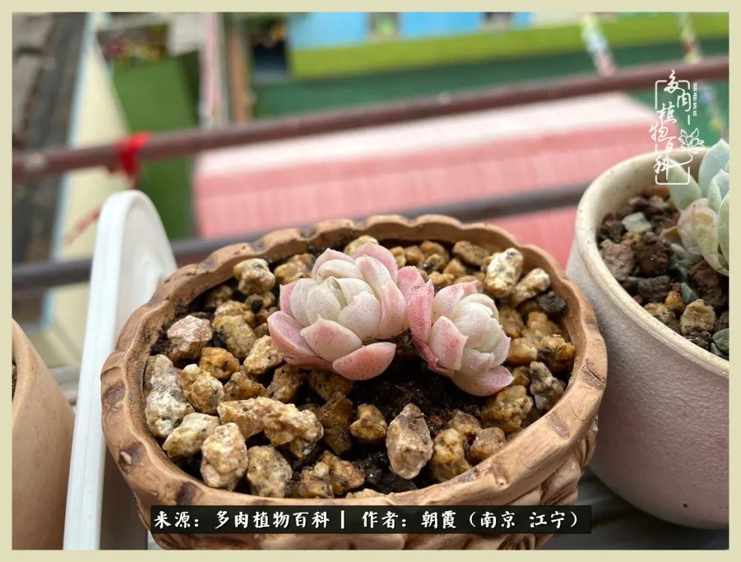 多肉最美的飘枝品种,多肉最美老桩