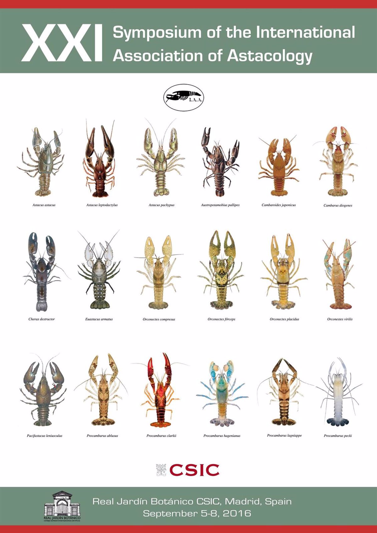 食物扫盲认识小龙虾,餐桌上的动物以及分类