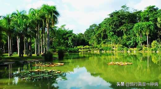 热带雨林复杂生态系统,复杂的热带雨林生态系统