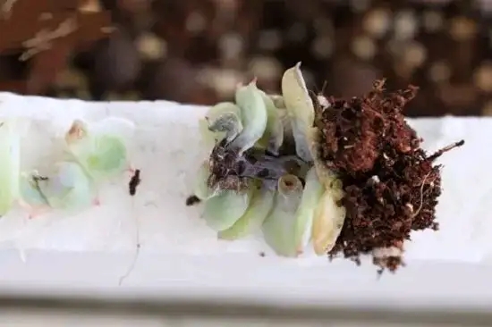 多肉爱长草怎么办,多肉爱火怎么养