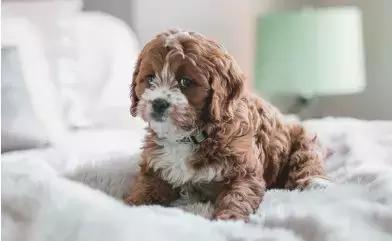 “救命！我家狗狗又吃粑粑了……怎么教它都不听”