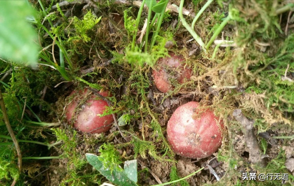 有趣的农村生活食物,农村生活农村娃农村美食