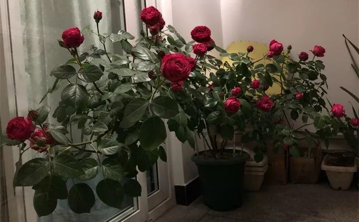 盆栽花发蔫什么原因,买回来的花很快就蔫的原因