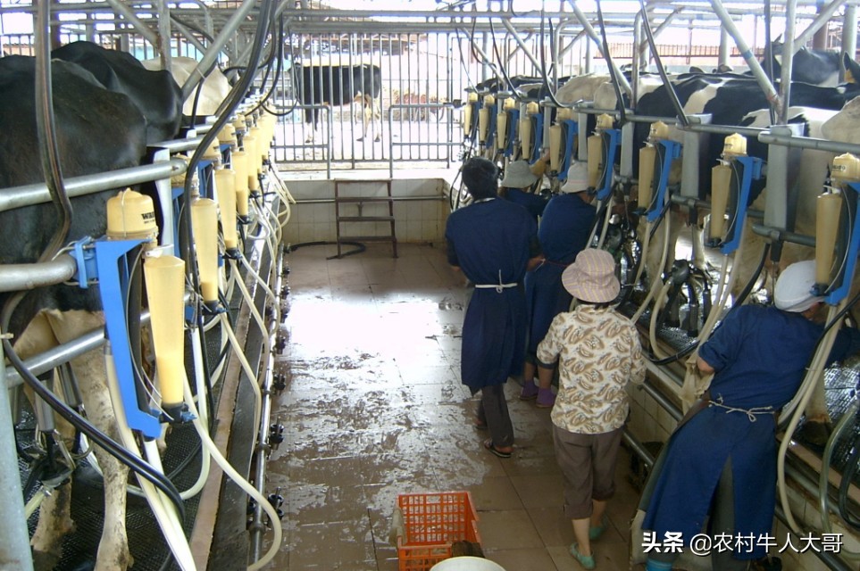 中国奶牛乳房炎的发病情况,奶牛乳房炎症状有哪些