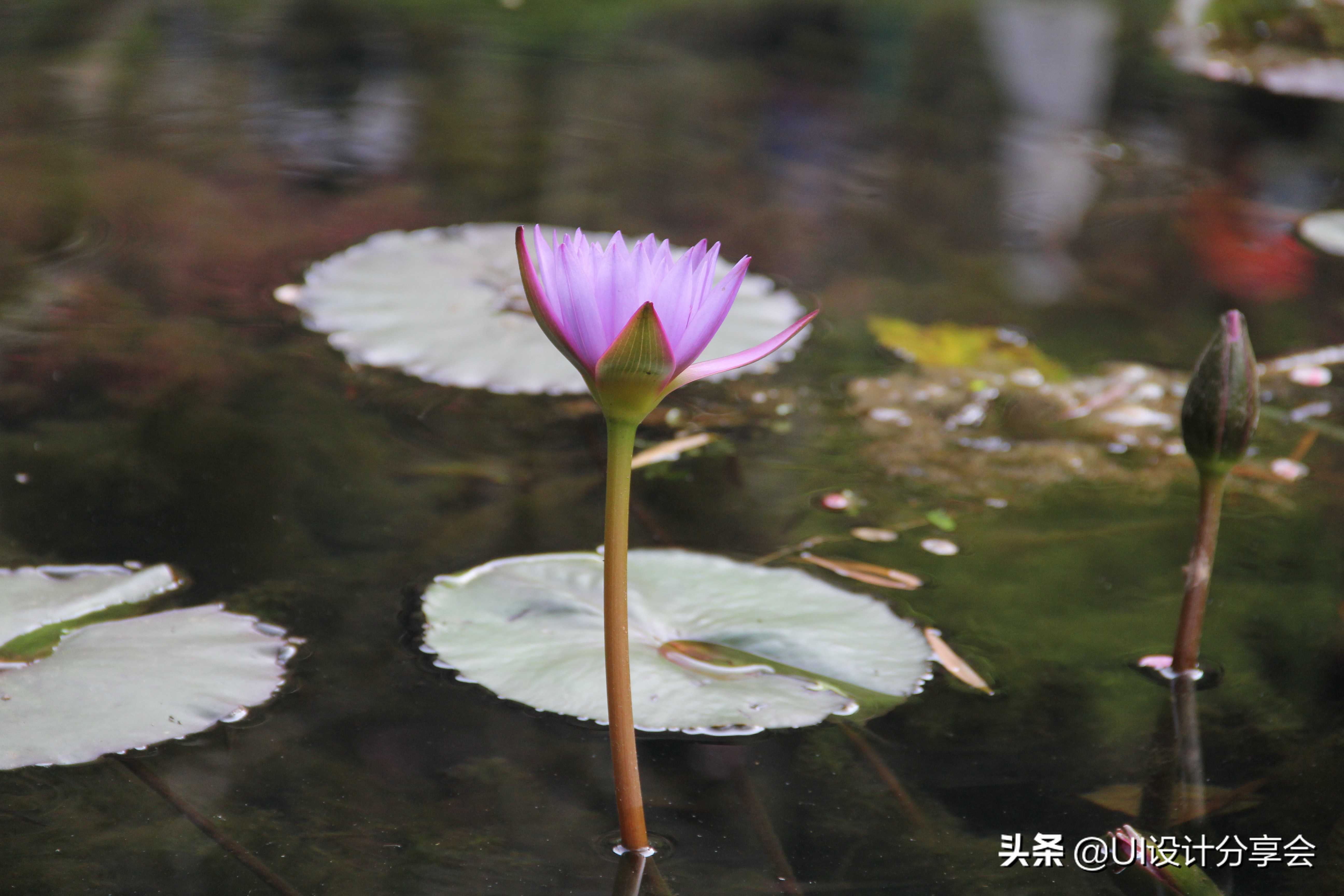 ps画意荷花如何调出洇染效果,ps荷花多重曝光的后期调色教程