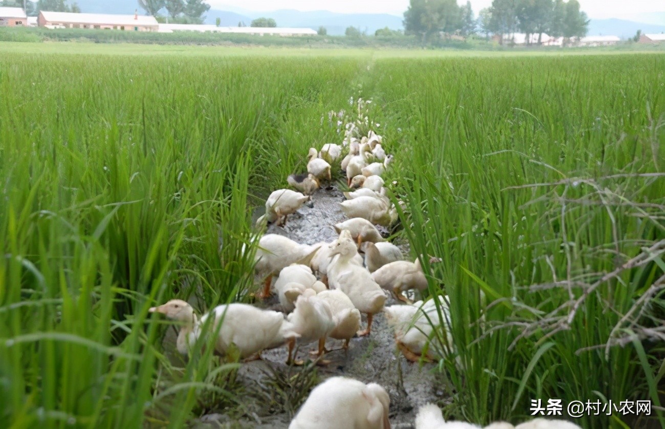 适合农村创业的十大养殖创业项目,返乡创业养殖有哪些扶持政策