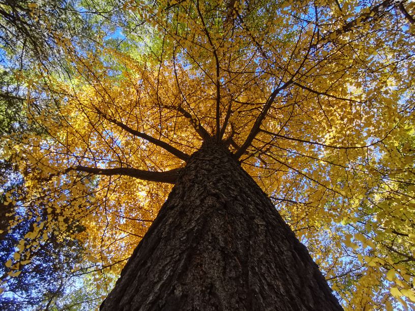沈阳铁西区上空轰鸣声,沈阳早上听到轰鸣声