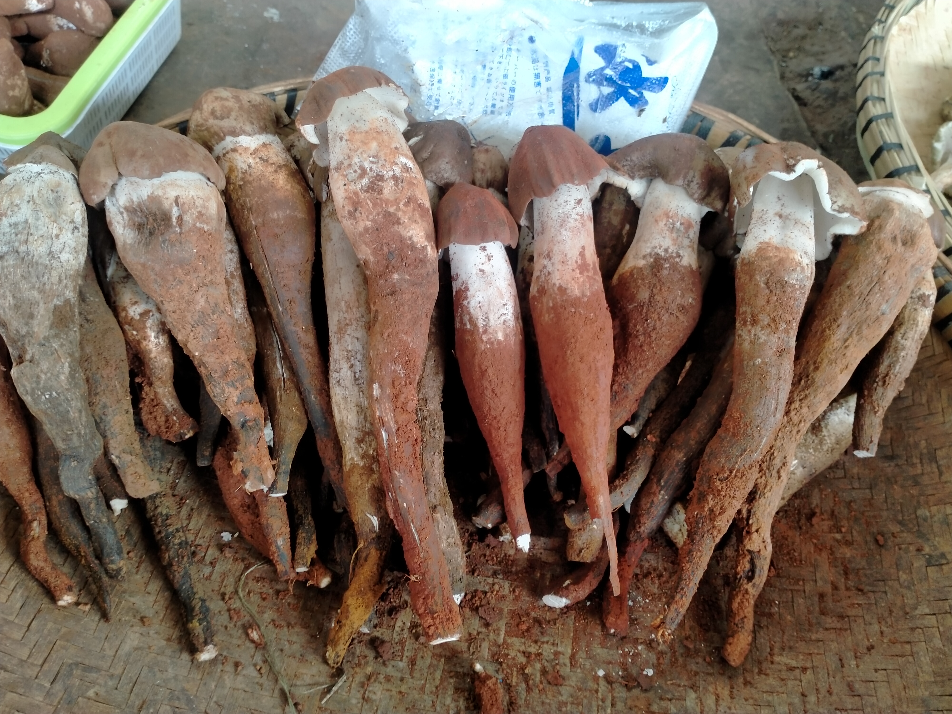 昆明木水花野生菌今天的行情视频 (云南昆明木水花野菌市场)