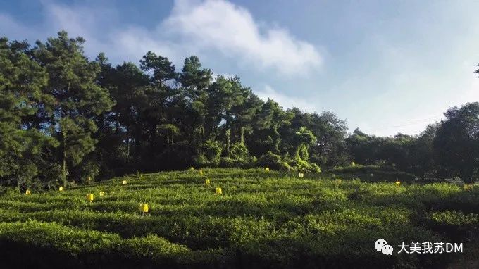 江苏宜兴绿茶价格表,江苏爆款茶叶绿茶