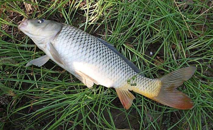 买鱼线不要走误区，不要听奸商的导购