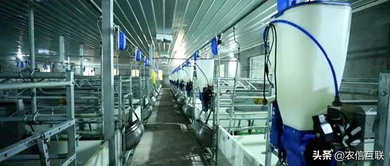 养猪致富新方向,养猪众筹商业模式