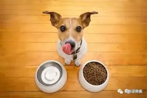 婴儿狗拉肚子怎么办最快最有效,一个多月的狗宝宝拉稀便怎么办