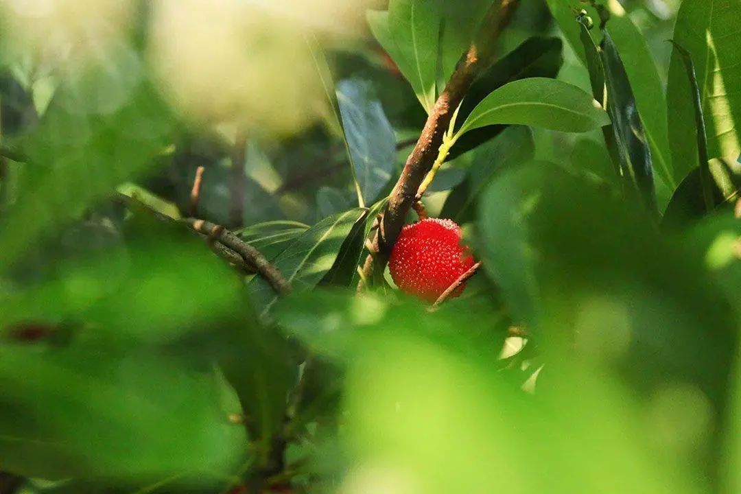 国家地理标志产品仙居杨梅,杨梅地理