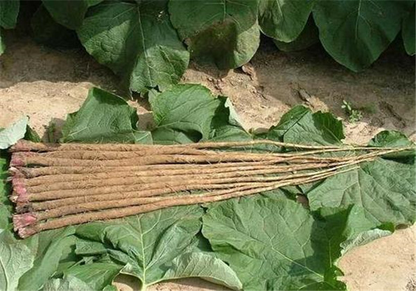 牛蒡种植技术及方法,牛蒡的栽培技术与管理